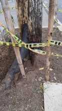 Intentan envenenar un &aacute;rbol de guayac&aacute;n en el barrio Tequendama: autoridades ambientales le hacen seguimiento al caso  