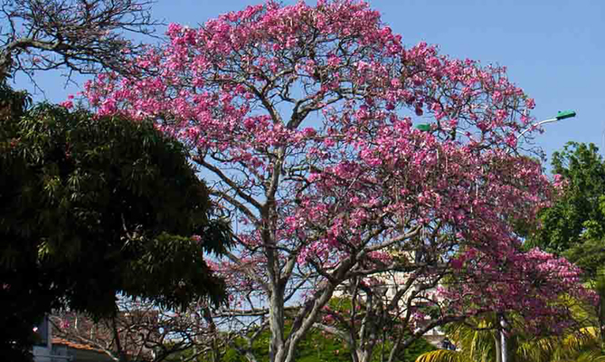 Intentan envenenar un &aacute;rbol de guayac&aacute;n en el barrio Tequendama: autoridades ambientales le hacen seguimiento al caso
