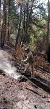Dagma inici&oacute; labores para recuperar &aacute;reas afectadas por los incendios  forestales en Los Andes