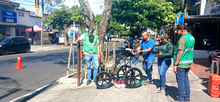 En excelente estado de salud  se encuentra el Guayac&aacute;n del barrio Tequendama