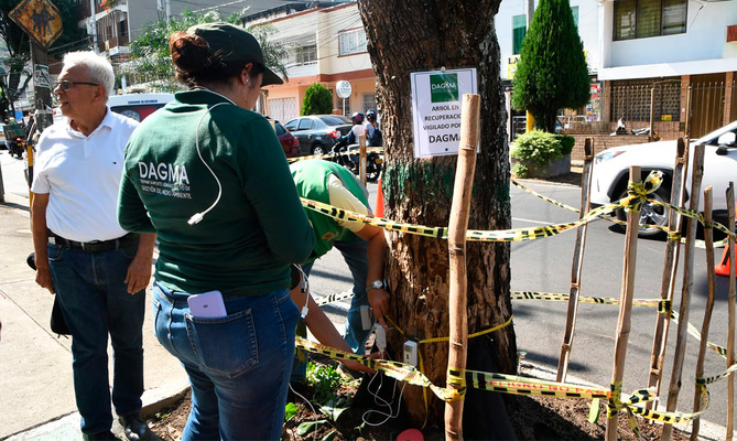 En excelente estado de salud  se encuentra el Guayac&aacute;n del barrio Tequendama