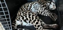 Dagma recuper&oacute; un tigrillo que se encontraba cautivo en un conjunto  residencial al sur de Cali