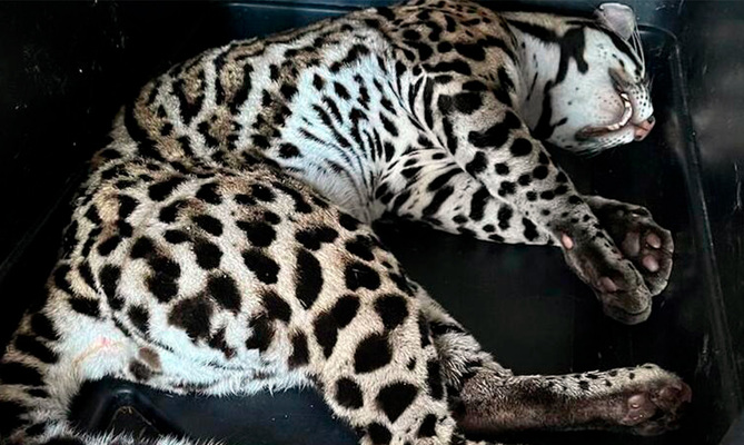 Dagma recuper&oacute; un tigrillo que se encontraba cautivo en un conjunto  residencial al sur de Cali