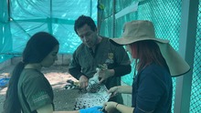 Tras dos meses de recuperaci&oacute;n, el &aacute;guila coronada herida con perdigones logr&oacute; rehabilitarse en el Hogar de Paso del Dagma y ser&aacute; liberada
