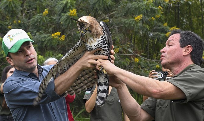 El &aacute;guila &lsquo;Kali&rsquo; retorn&oacute; a su h&aacute;bitat natural en la &lsquo;sucursal del cielo&rsquo;