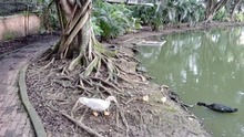 El Dagma adelanta acciones para proteger el humedal El Retiro: los patos ser&aacute;n trasladados a otro h&aacute;bitat