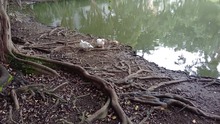 El Dagma adelanta acciones para proteger el humedal El Retiro: los patos ser&aacute;n trasladados a otro h&aacute;bitat