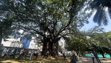 Con un caracol&iacute; y jard&iacute;n para polinizadores, se realiz&oacute; la reposici&oacute;n del caucho talado en el Parque del Perro