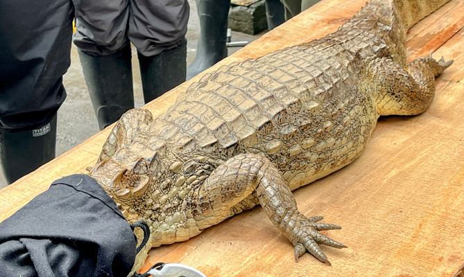 El Dagma sigue recuperando animales silvestres e inicia procesos para su liberaci&oacute;n