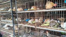 Dagma y Polic&iacute;a Ambiental realizan visitas de inspecci&oacute;n y control al  tr&aacute;fico de fauna