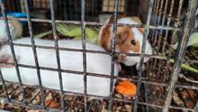Dagma y Polic&iacute;a Ambiental realizan visitas de inspecci&oacute;n y control al  tr&aacute;fico de fauna