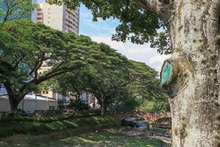 La ciudadan&iacute;a, apoyo vital para la gesti&oacute;n del Dagma en la protecci&oacute;n y  mantenimiento del arbolado de Cali