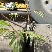 &lsquo;Plan Distrito m&aacute;s Verde&rsquo;: Dagma controla propagaci&oacute;n de la especie invasora leucaena