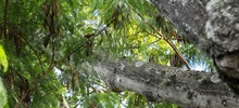 &lsquo;Plan Distrito m&aacute;s Verde&rsquo;: Dagma controla propagaci&oacute;n de la especie invasora leucaena