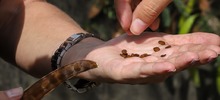 &lsquo;Plan Distrito m&aacute;s Verde&rsquo;: Dagma controla propagaci&oacute;n de la especie invasora leucaena
