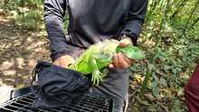 M&aacute;s de 870 liberaciones de fauna silvestre se han realizado en Cali  durante 2025: Dagma