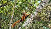 M&aacute;s de 870 liberaciones de fauna silvestre se han realizado en Cali  durante 2025: Dagma