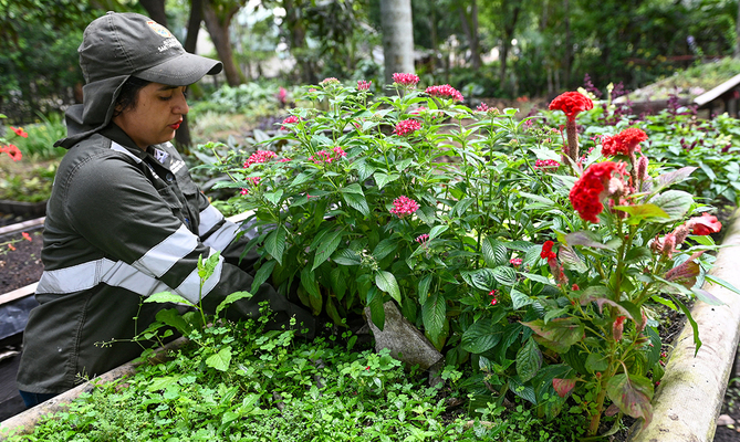El Dagma se pone la camiseta de la &lsquo;Marat&oacute;n de Cali 2025&rsquo;: autoridad ambiental despliega un plan de ajardinamiento en la ciudad