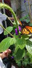 Un aula viva: la conservaci&oacute;n de mariposas en la Normal Superior Farallones de Cali