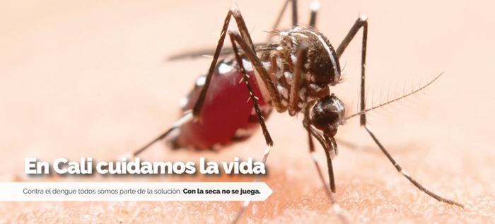 En temporada seca aumenta la proliferaci&oacute;n del zancudo Aedes aegypti