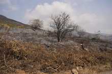 &ldquo;No existen incendios espont&aacute;neos, es inadmisible que tengamos estas conductas soci&oacute;patas&rdquo;: Secretario de Gesti&oacute;n del Riesgo de Cali