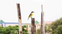 M&aacute;s de veintinueve mil metros cuadrados del jarill&oacute;n del r&iacute;o Cauca han sido recuperados ambientalmente