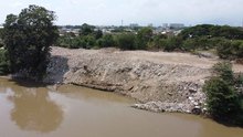 M&aacute;s de veintinueve mil metros cuadrados del jarill&oacute;n del r&iacute;o Cauca han sido recuperados ambientalmente