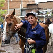 Alcald&iacute;a de Cali realiza jornada de pre-adopci&oacute;n equina en el barrio Alfonso Bonilla Arag&oacute;n