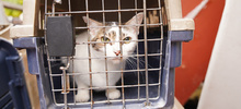 Allanan vivienda para rescatar animales v&iacute;ctimas de maltrato y abandono