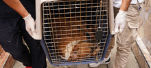 Allanan vivienda para rescatar animales v&iacute;ctimas de maltrato y abandono