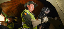 Allanan vivienda para rescatar animales v&iacute;ctimas de maltrato y abandono