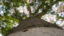 El verde es el color que predomina en el Bulevar de Oriente
