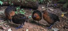 Pap&aacute; Noel y Las Ni&ntilde;as, viven en un bosque de encanto a las afueras de Cali 