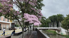 Cale&ntilde;os palpitar&aacute;n con la COP16 a trav&eacute;s de sus zonas extendidas: conozca detalles sobre el &lsquo;Circuito de la Biodiversidad