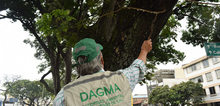 &Agrave;rbol Dagma
