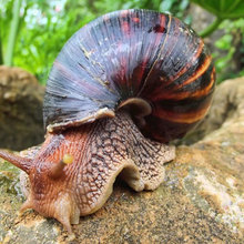 caracol