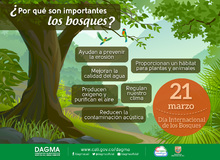 D&iacute;a Internacional de los Bosques