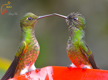 Aves2