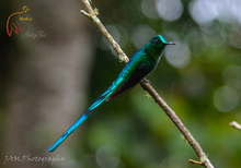 Aves3