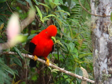 Aves