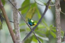 Tangara Multicolor