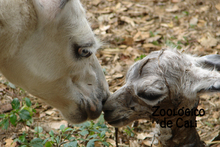 Zoologico de Cali