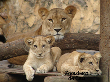Zoologico de Cali