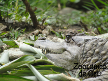 Zoologico de Cali