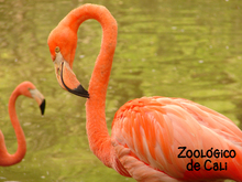 Zoologico de Cali