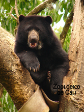 Zoologico de Cali