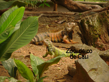 Zoologico de Cali