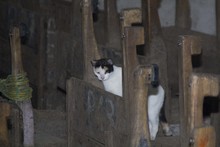 En la galer&iacute;a Santa Elena hay familias que viven de &lsquo;pura carreta&rsquo;