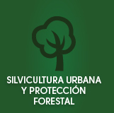 Silvicultura urbana