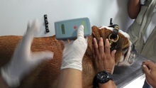 Secretar&iacute;a de Salud P&uacute;blica Municipal present&oacute; sistema de registro (microchips) de animales considerados potencialmente peligrosos